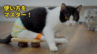 後ろ足が不自由な猫がスケボーを使いこなしたら、日常生活がこう変わりました！