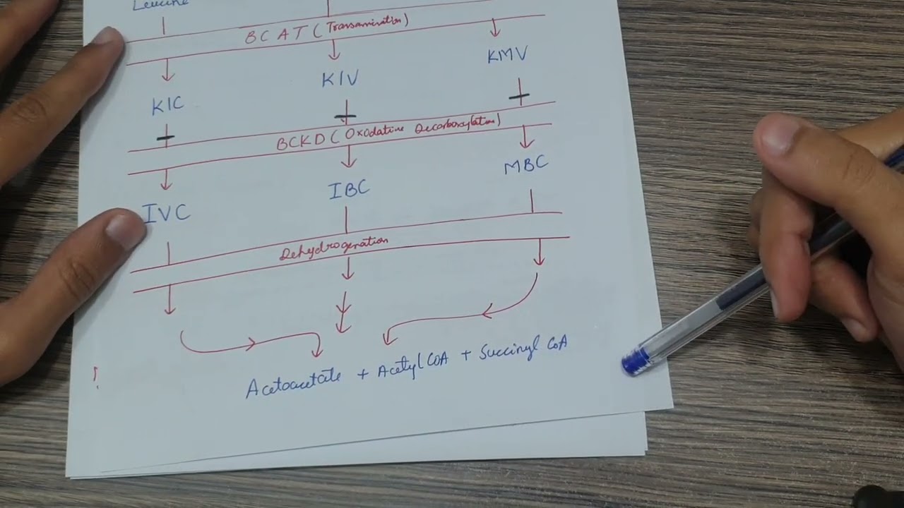 Maple Syrup Urine Disease | Amino Acid Metabolic Disorders | Lippincott Biochemistry