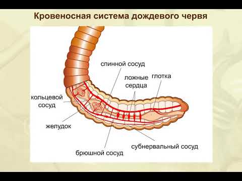 Кровеносная система дождевого червя. Биология