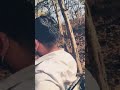 Tiger attack in Jungle