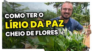 O segredo para o LÍRIO DA PAZ ficar cheio de FLORES | Como cultivar, podar e adubar