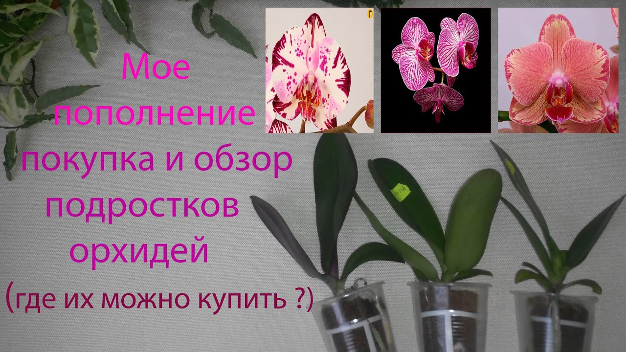 Купить Орхидею Уценка В Интернет Магазине
