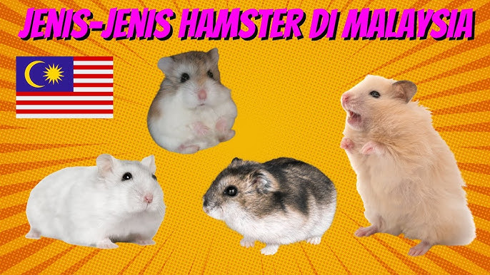 mørkere Fremhævet Exert Red Eyed Hamsters | Myths & Misconceptions Debunked! - YouTube