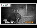 箱わなの中で“うなり声” 北海道で推定100kgのクマを駆除 “おいしいもの”を学習か？人里にクマ相次ぐ（2026年09月10日）