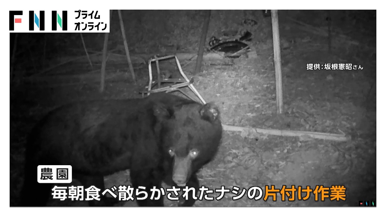 箱わなの中で“うなり声” 北海道で推定100kgのクマを駆除 “おいしいもの”を学習か？人里にクマ相次ぐ（2026年09月10日）