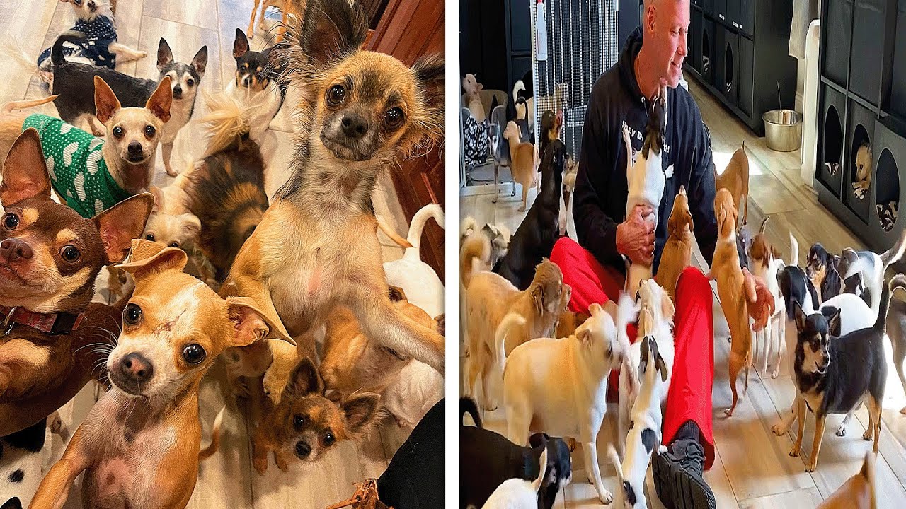 Man Lives With 100 Rescued Chihuahuas - YouTube