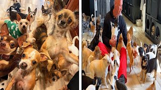 Chihuahua som også er sparebøsse men sddefault.jpg