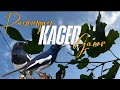Kacer GACOR ngeplong, PANCINGAN langsung nyautKacer GACOR ngeplong, PANCINGAN langsung nyaut