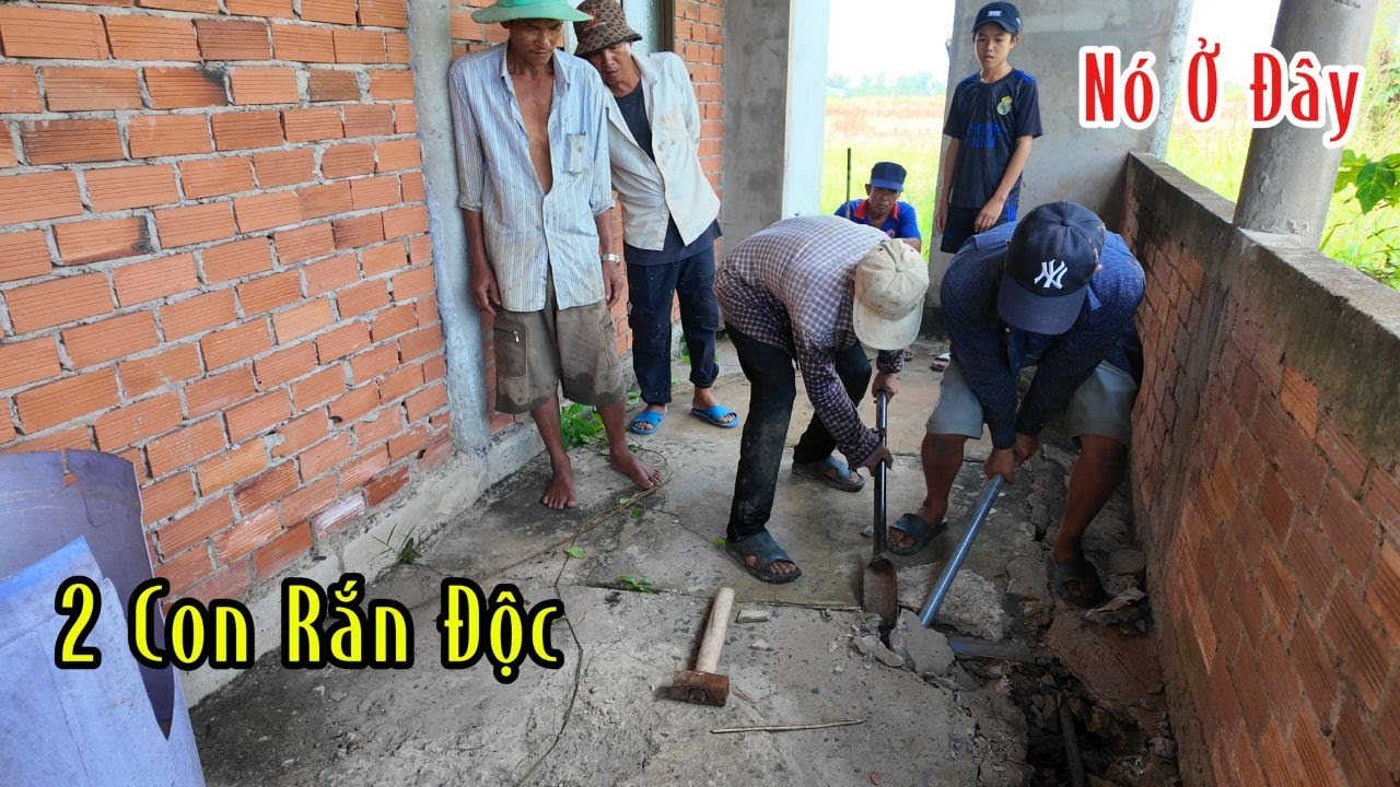 1 Cặp Hổ Mang Nằm Ngôi Nhà Này Từ Khi Chú Chủ Nhà Đã Mất | Mười Thương SB