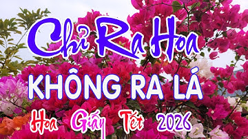 Làm Hoa Giấy Tết 2026 Chỉ Ra Hoa Không Ra Lá