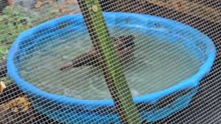 Khaki Campbell Ducks | 15 Weeks Old | Tractor Supply 