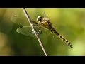 Vážka obecná - (Sympetrum vulgatum),Dragonfly general,Dragonfly Allgemein