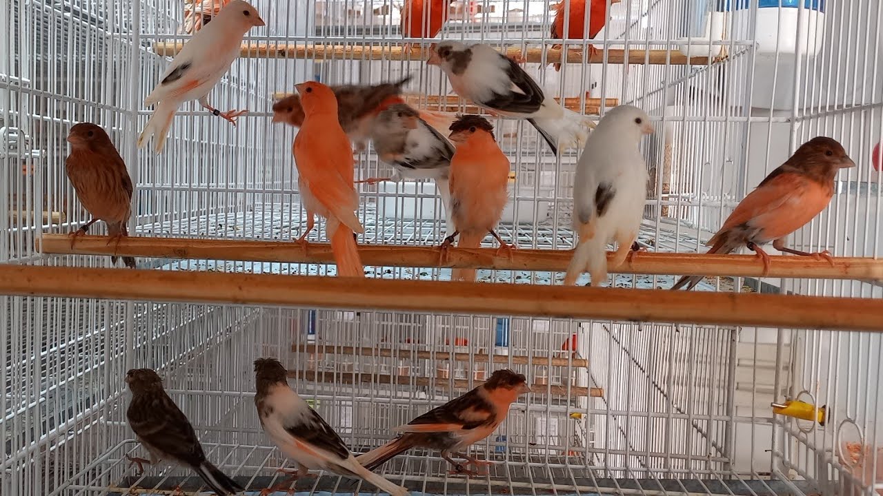 PRIMEIROS FILHOTES SEPARADOS NAS VOADEIRAS 