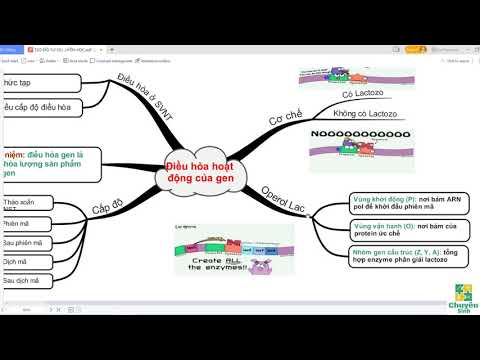Video Sơ đồ tư duy điều hòa hoạt động của gen - Sinh học 12 - youtube
