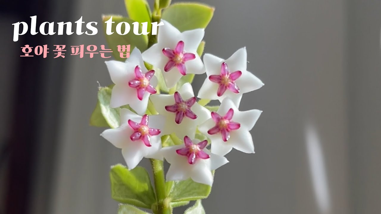 호야꽃 피는 봄날의 식물방
