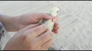 Poner Colocar Arnés Agai, Ninfa,Loris,Yaco,Cotorra,Gauacamayo Kiko Mascotas