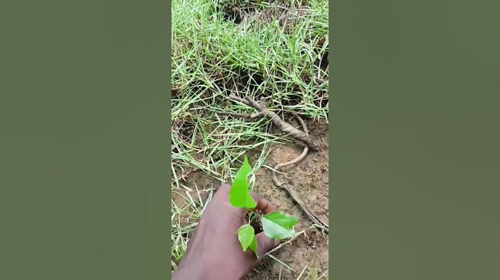 don't cut trees save trees 🌴 plant trees save the world 🌍