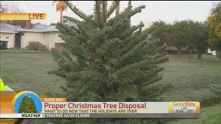 Xmas Tree Disposal