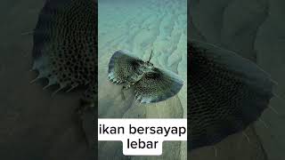Download Lagu Ikan terbang vs ikan besar #shorts #shortvideo #hewan #ikan #ikanhias #hewanunik MP3