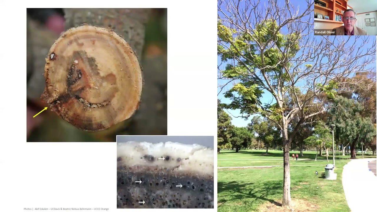 Invasive Shothole Borers - Fusarium Dieback (ISHB-FD) 2024 Symposium