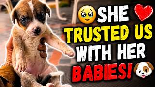 🥹 A Stray Dog Trusted Humans With Her Puppies… Right Inside a Coffee Shop! 🐶☕❤️