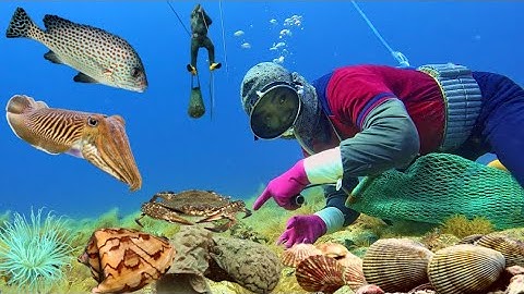 Lặn Biển Bắt Mực Nang, Cá Kẽm, Ghẹ Xanh, Ốc Sắt Đẻ Trứng, Sò Ngọt, Sò Điệp…Vv | Cảnh 86