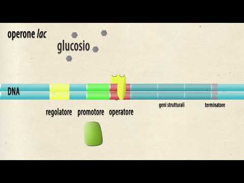 Video: Il gene lac è un operone?