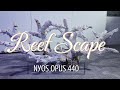 Reef scape  minimalist reef tank  aquascape  ep2