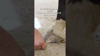 The secret to eliminating sand cracks on hooves