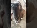 funny goat🤣😁😂  #shorts #PuruliaAnimalLOVERS