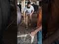 Subah Se Shaam Tak Ki Mehnat 😮 | Inside Pakistan Slaughter House Life