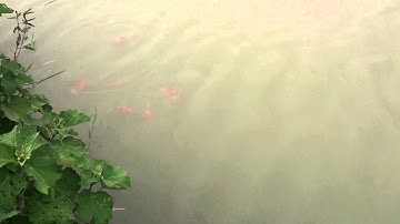 Koi kohaku of Tronjava [Full HD]