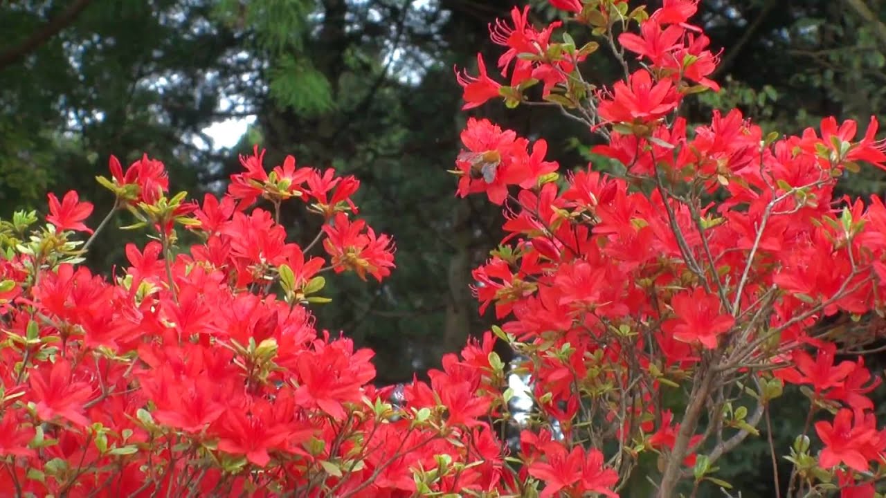 能登　中能登「円光寺」の「ノトキリシマツツジ」