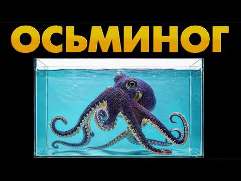 Octopus: An Alien Intelligence That Breaks the Laws of Nature