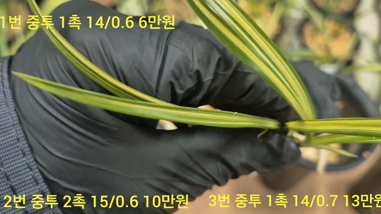2026.2.21일 중투 종자목 1번 14/0.6 6만원  2번 15/0.6 10만원  3번 14/0.7 13만원   010 8553 8255 난소장 