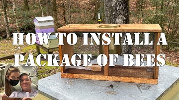 How To Install a Package of Honeybees | #howto #beekeeping #honeybee