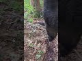 #caçadas #javali #roça #javaporco #wildboar #caçador