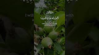 Surah Naml ki Hairat Angeiz Haqeeqat 🐜 | Quran ki Powerful Stories |