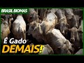 PARA ONDE VAI O GADO DO PANTANAL? | BRASIL BIOMAS