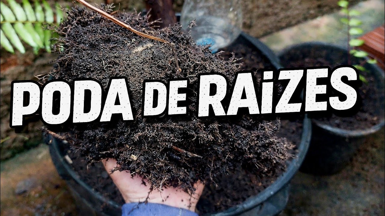 SEGREDO DAS FRUTÍFERAS EM VASOS: PODA SUPERFICIAL DE RAÍZES!! #podaderaizes #poda #niagarabranca 