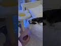 Дом для Бубы #хесус #алинави