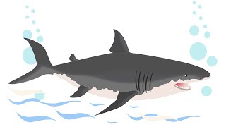 How To Make Shark Vector In Photoshop Cc
