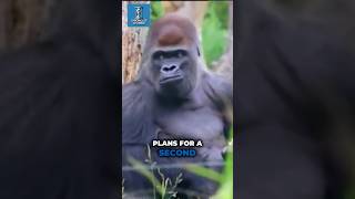 BBC Breakfast’s Most Famous Slip-Up 🤯 Gorilla 🦍 Shown by Mistake! #shorts