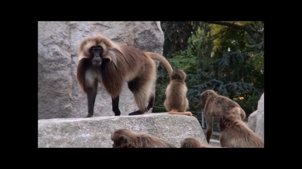 Wilhema Stuttgart - Sony HDR-CX570E