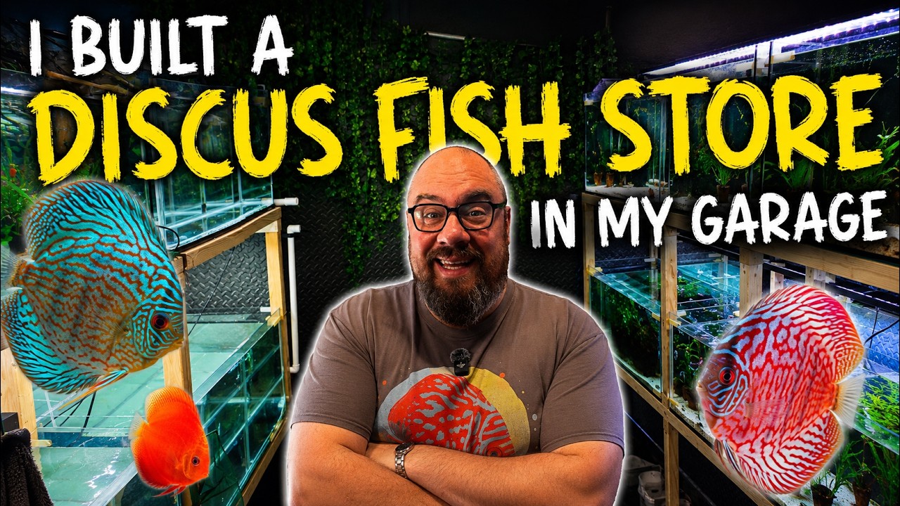 I Built a Discus Fish Store in my Garage!