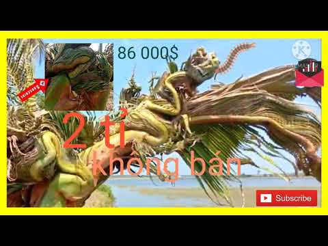 1 tháng 3, 2021| mutant trees