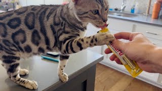 Kitty play time earns TREATS!