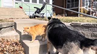 My roommate Charlie, the German shepherd, and orange street cat.