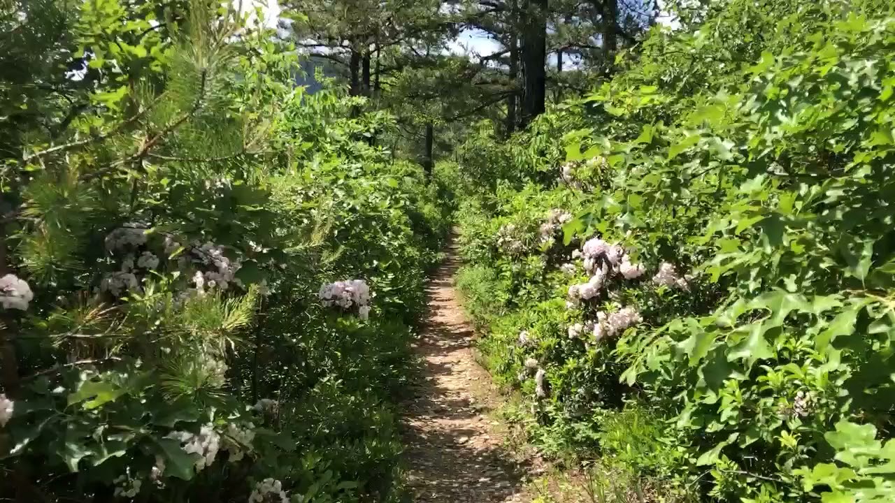 Hallway of flowers in Shenandoah NP