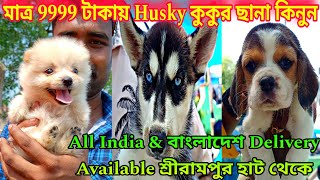 মাত্র 9999 টাকায় Husky কুকুর ছানা কিনুন🐕🐕 Serampore Pet Market | Serampore Dog Market |  Dog Market